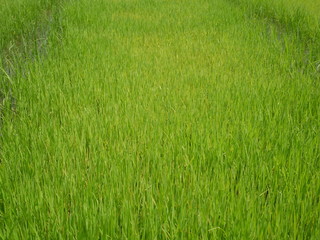 organic rice farm, green grass background, grass field