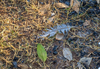 A damaged grey feather, dry grass,dry leaves, sun and shadow on a piece of earth image for background use with copy space