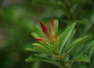 A red bouquet was will begin blooming in soon.