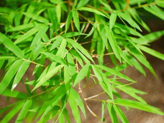 dew on the grass, bamboo leaf background