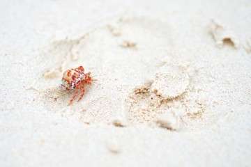 Red Small Hermit crab on the beach