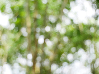 Obraz premium blurred nature background green bokeh light