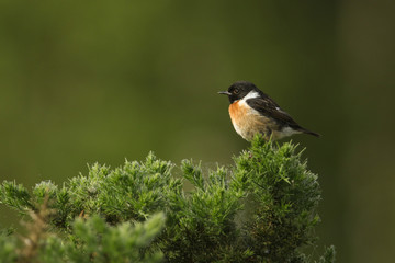 A stunning male Stonechat, Saxicola torquata, perched on top of a Gorse bush.	