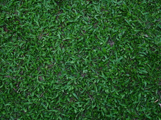 green grass background, outdoor grass field outdoor garden