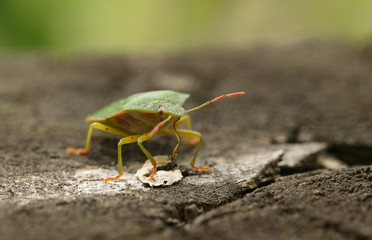 A Common Green Shieldbug, Palomena prasina, feeding standing on a wooden fence.	