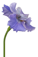 iris flower isolated