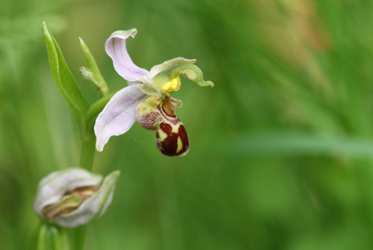 A Beautiful Bee Orchid, Ophrys Apifera, Growing In A Meadow In The UK.