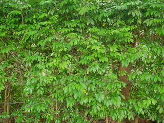 Fototapeta premium green plant wall background, leaf tree outdoor nature