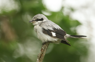 A magnificent rare Great Grey Shrike, Lanius excubitor, perching on the tip of a branch on a dark, windy, rainy day. It is looking around for food to capture and eat.