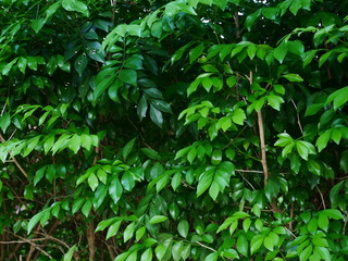 Fototapeta na wymiar green plant wall background, leaf tree outdoor nature