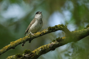 A stunning singing male Blackcap, Sylvia atricapilla, perched on a branch in a tree covered in lichen and moss.	