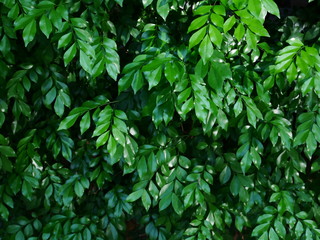 background of green leaves out door nature