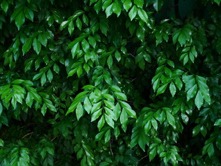 background of green leaves out door nature