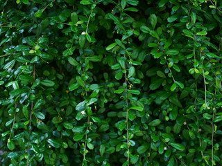 Fototapeta na wymiar background of green leaves out door nature