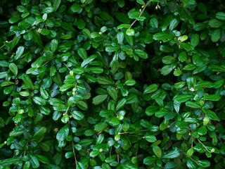 Fototapeta na wymiar background of green leaves out door nature