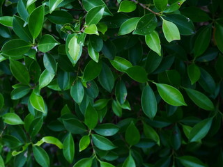 green leaf with drops of water, nature background