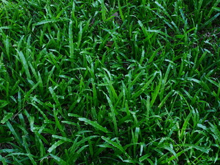 green grass with water drops, lawn background