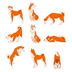 Shiba Inu Dog in Various Poses Set, Cute Japan Red White Fluffy Pet Animal Vector Illustration