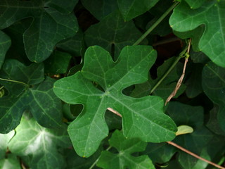 green plant outdoor nature background, organic herb