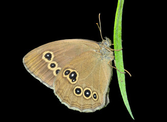 Fototapeta premium Butterfly (Pararge achine achinoides) 2