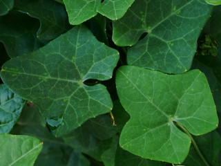 green leaf with drops of water, nature background