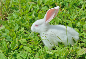 Young rabbit 15