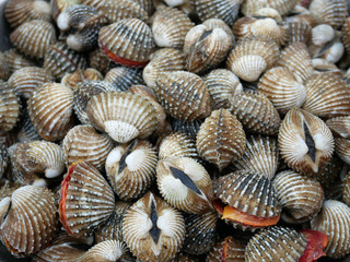 Fresh cockles (Blood Cockles) seafood background.