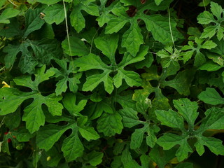 Fototapeta na wymiar green leaves background, green herb background