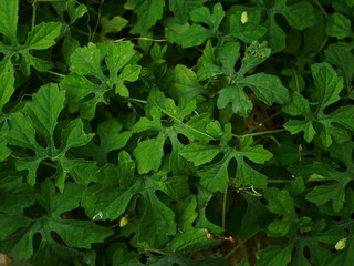 green leaves background, green herb background