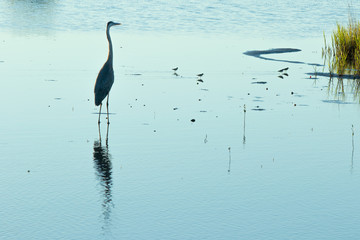 Great Blue Heron standing in calm waters at twilight while hunting for a meal as tiny Sandpipers and a much larger and very loud Clapper Rail marched past in the background.