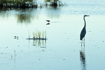 Great Blue Heron standing in calm waters at twilight while hunting for a meal as tiny Sandpipers and a much larger and very loud Clapper Rail marched past in the background.