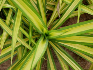 green palm leaf nature background