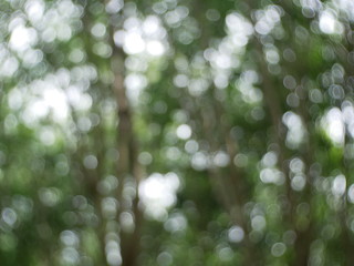 blurred nature background, green bokeh light background