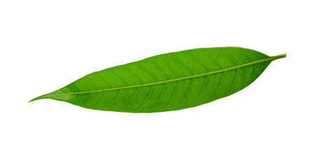 Fototapeta na wymiar Mango leaf isolated on a white background