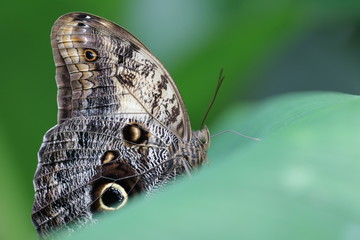 Fototapeta premium Detailansicht von einem Idomeneus- Bananenfalter - mit Textfreiraum