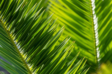 Green palm leaves in tropical forest
