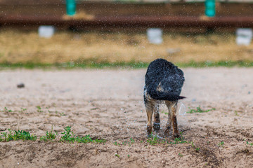 Stray dog shakes off water drops.