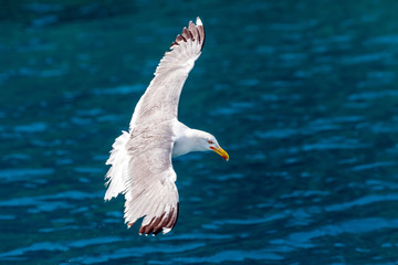 Gull hunting down fish