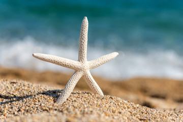 Starfish seashells on the sand by the sea on a sunny day