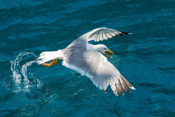 Gull hunting down fish