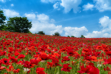 poppy　 field of poppies