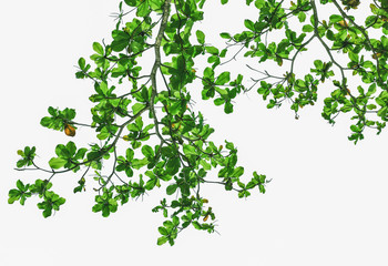Branch with green leaves isolated on white background