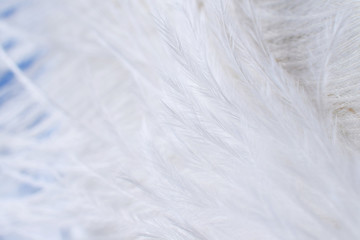 macro photo of the texture of a bunch of white fluffy ostrich feathers