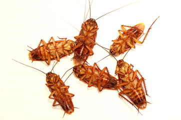 Cockroaches, animals that bring germs to people on a white background