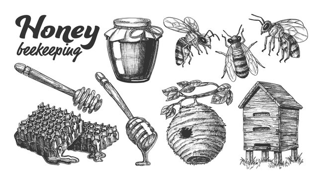 Collection Honey Beekeeping Apiary Set Vector. Glass Bottle And Slice Honeycomb, Wooden Hive And Wild On Branch Beehive House, Honey Dipping Stick And Bee. Monochrome Designed Cartoon Illustration