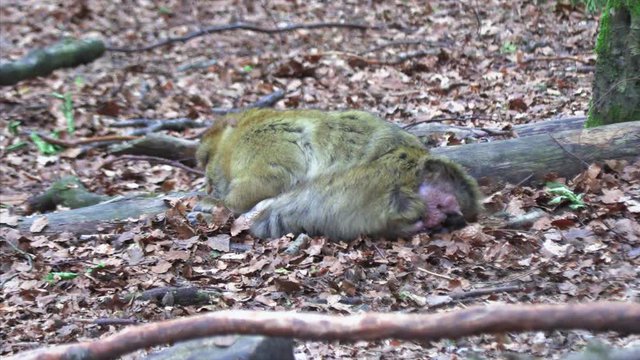 Adult Barbary Monkeys in search of nutrition