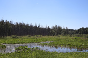 swamp in the forest view from drone. Swampy landscape. View of an impassable swamp from a height. Aerial photography Wild forest landscape