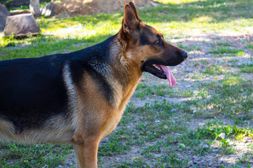 a beautiful german shepherd in the yard
