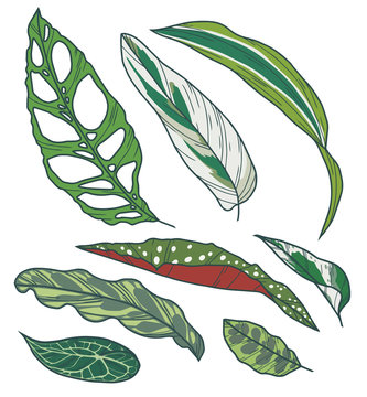 Ti Plant clip art preview
