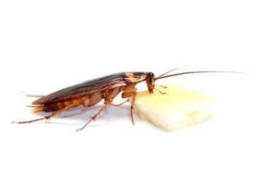 Fototapeta na wymiar cockroach isolated on white background
